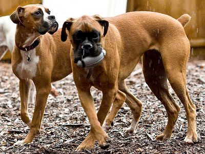 Boxers at Play