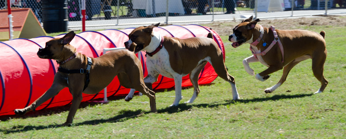 Dogs Running